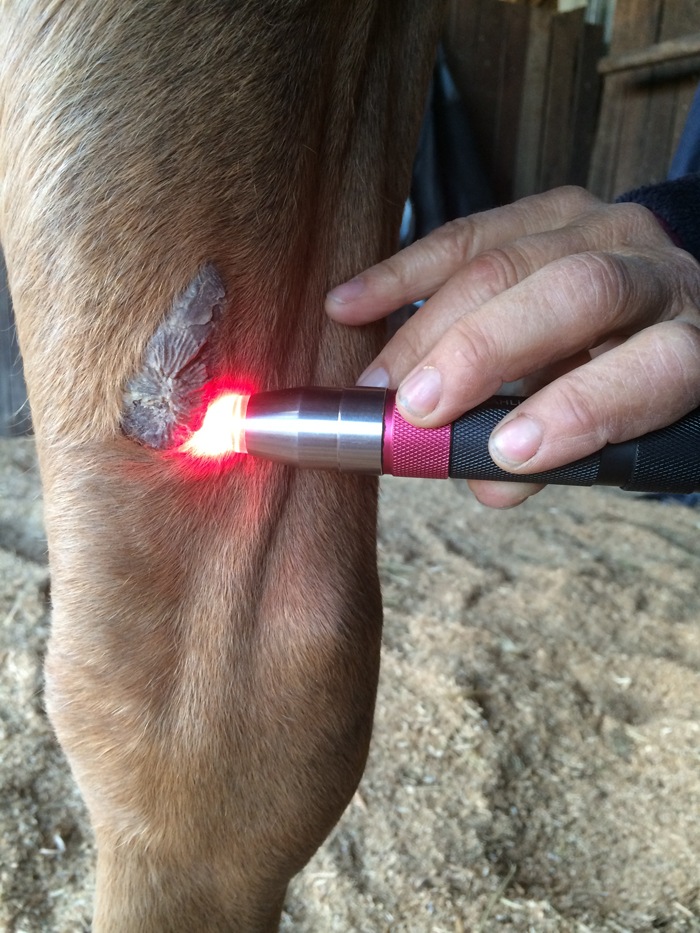 red light therapy for horses