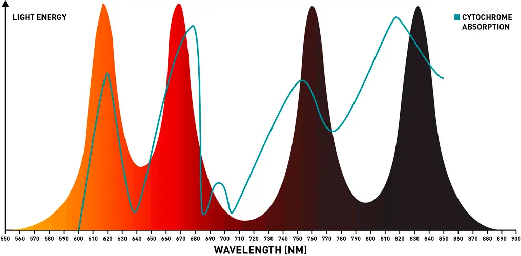 best red light therapy wave lenght