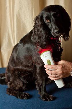 red light therapy for pets