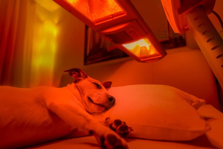 Red Light Therapy For Animals: The Pain Free Way